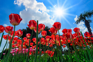 Obraz premium Beautiful fresh red tulips against blue sky with clouds. Nature park, spring and summer, beauty and care