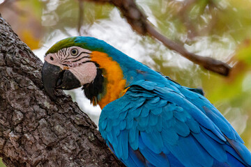 blue and yellow macaw