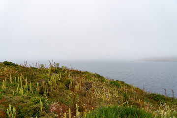 Côte sauvage du Finistère : parterre de fleurs sous la brume printanière marine, révélant la...