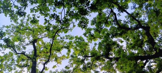 The sky and the leaves of trees
