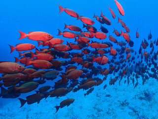 School of fish in aquarium