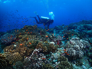 diver and reef