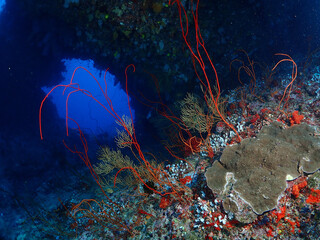 red coral reef with the cave underwater