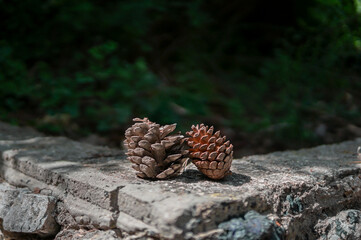 close up of a cone