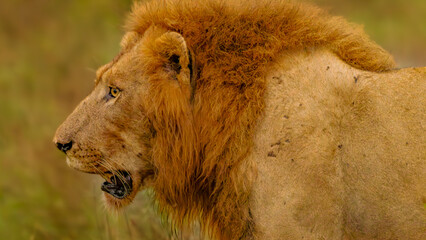 lion in the krugger park, South Africa