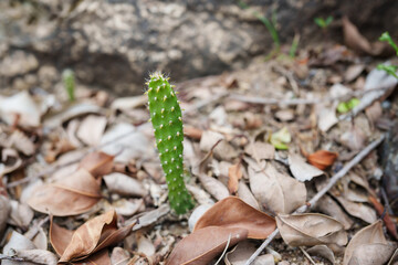 Young green cactus grows among dry leaves. Image conveys new life emerging from decay, a symbol of resilience and renewal in nature.
