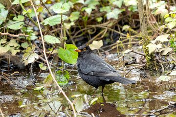 Male Common Blackbird (Turdus merula) - Melodious Songster