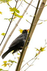 Male Common Blackbird (Turdus merula) - Melodious Songster