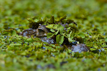 Alligator in the river