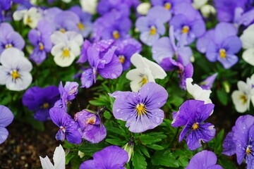 Purple Pansy flower blooming in Spring, closeup - 紫色 パンジー