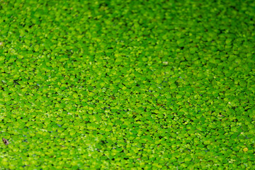 Duckweed floating on the surface of a lake