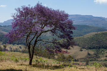 tree in the field