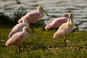 Roseate Spoonbill
