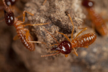 termites in cerrado, brazil