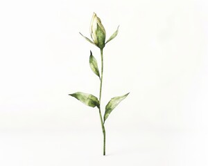 A minimalist watercolor illustration of a single stem with a single, elegant flower bud, set against a clean white space 