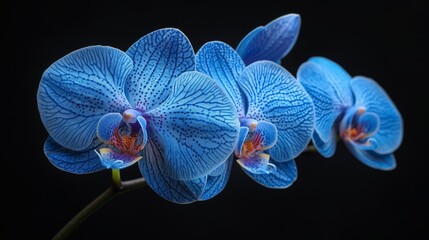 This black and blue orchid flower is surrounded by blue leaves.