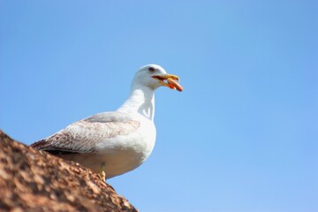 seagull halcyon
