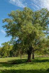 Salix alba Habitus vor blauem Himmel