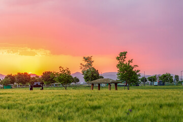 Green Barley Field Scenery of Nakdonggang River in Korea