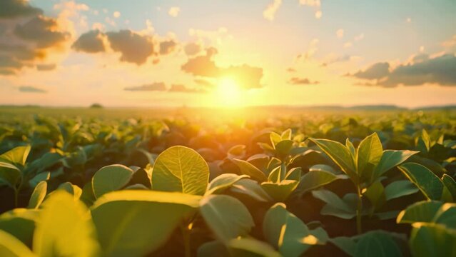 Summer fields of vibrant soy crops under vast sky showcase agricultures natural beauty. Concept Agricultural Photography, Summer Fields, Vibrant Soy Crops, Natural Beauty, Vast Sky