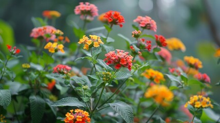 Closeup of vibrant flowers with green foliage