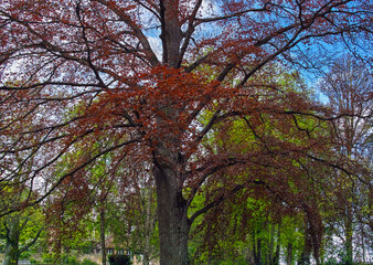 Fototapeta premium Blick durch Bäume und Äste, Frühlingsgrün starke Blutbuche