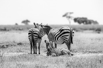 Fototapeta premium A family group of Plains Zebras, equus quagga, in Amboseli National Park, Kenya. Black and white.