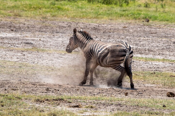 A young plains zebra, equus quagga, rolls in the dust or Amboseli national Park, Kenya. This...
