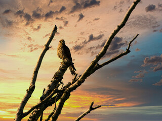 falcon perching on a branch