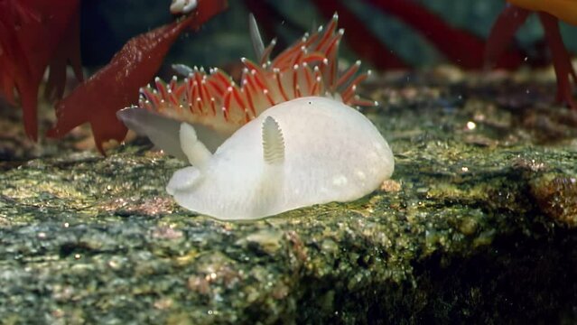 Underwater white nudibranch sea slug near sea slug Flabellina in White Sea. Soothing nature of underwater white nudibranch sea slug slow pace promotes relaxation.