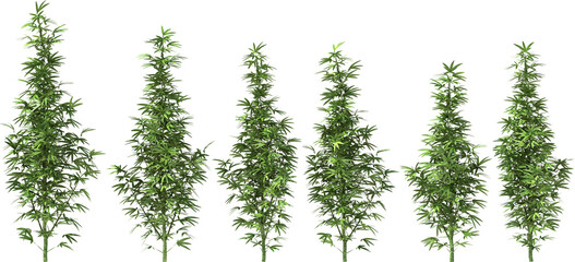 marihuana cannabis stevia hemp plants single dope pot grass drug