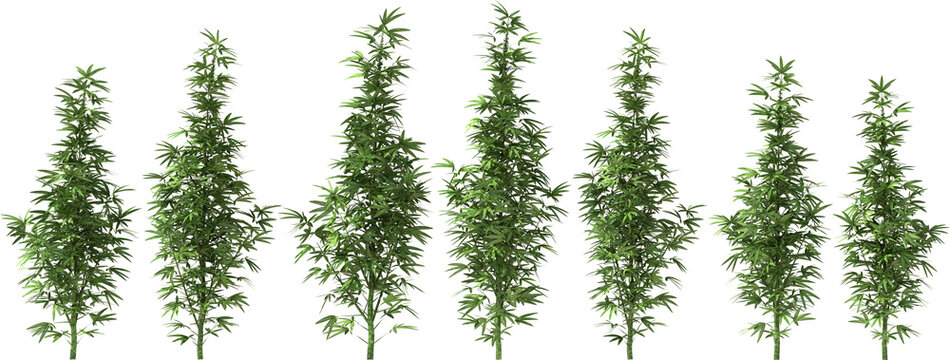 marihuana cannabis stevia hemp plants single dope pot grass drug