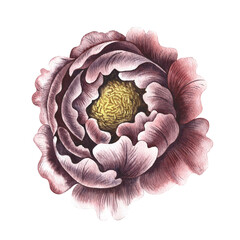 Vintage peony flower. The head of a peony flower in vintage style. A hand-drawn watercolor illustration. Isolate. A design element of a postcard, banner, flyer and poster, packaging, label and print.