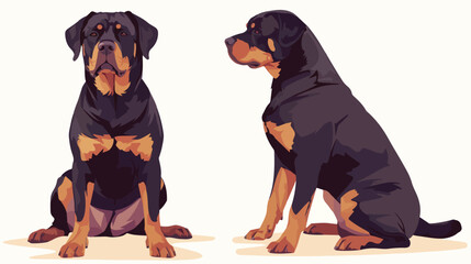 Rottweiler. Gorgeous working or guardian dog isolat