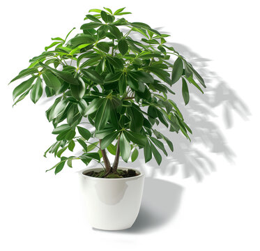 Big plant in a pot, schefflera, isolated, with shadows