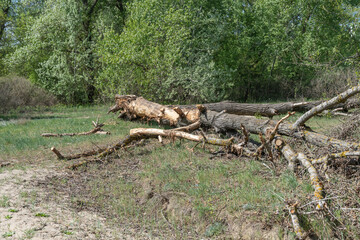 Fallen dry tree in old growth primeval forest. Decayed rotten trunk lie in woodland. Natural disasters by the wind. Adversity in wildlife and problem of ecology dead rotten plant. Environmental.