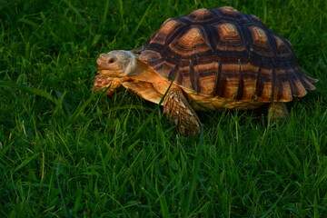 Centrochelys sulcata crawling on grassland chewing toilet paper and grass