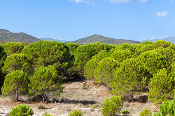 Green Italian pines and hills on Sardinia island in Italy.