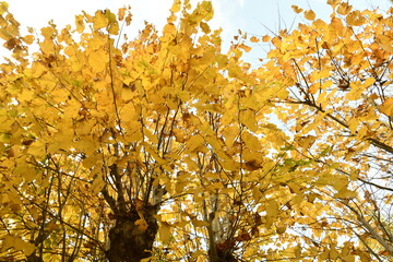 Foliage, albero autunnale con foglie gialle