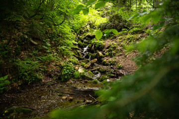 Beautiful mountain landscape in early spring. Old forest.