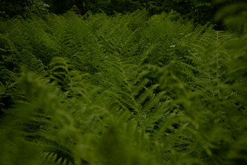 Beautiful mountain landscape in early spring. Old forest.
