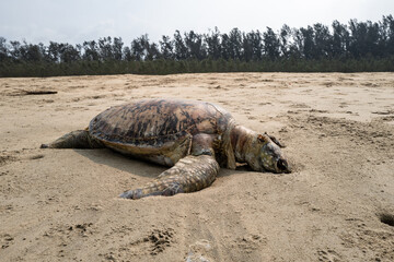 A dead sea turtle or turtoise is lying on the beach. It might have died from the ongoing heatwave, climate change or old age complications.