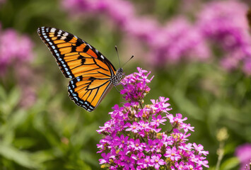 Fototapeta premium Native plant garden with focus on a colorful butterfly perching on a wildflower, blurred background. AI generated.