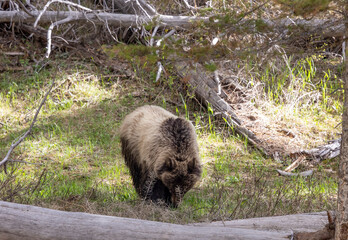 Grizzly Bear in Yellowstone National Park Wyoming in Spring
