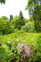Beautiful mountain landscape in early spring. Old forest.