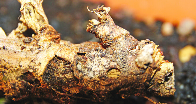 Tallo de geranio seco en una maceta de un balc&oacute;n en El Vendrell, Tarragona, Catalunya, Espa&ntilde;a, Europa


