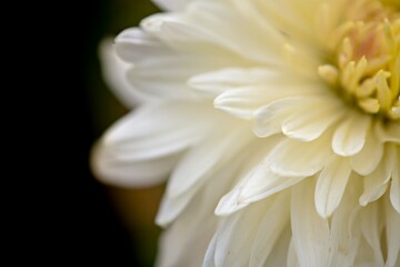 white dahlia flower