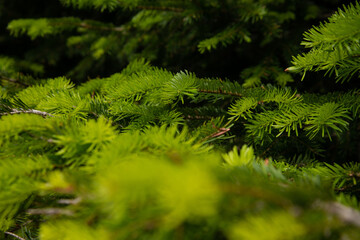 Beautiful mountain landscape in early spring. Old forest.