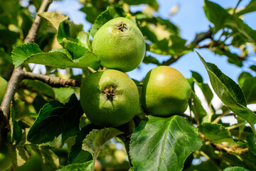 Vivid small fresh green apples and leaves on branches in a large old tree in an orchard in a sunny summer day.