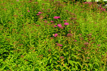 Close up of large branch with delicate pink flowers of Spiraea nipponica genpei shrub in full bloom and a small Green June Bug, beautiful outdoor floral background of a decorative plant.